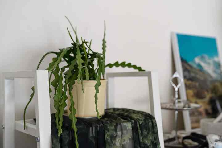 白い棚の上に置かれた緑の植物があるナチュラルな雰囲気の空間