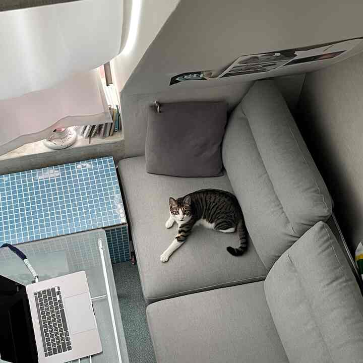 グレーのトーンが特徴的なワンルームのリビング、ソファの上に猫がいて、ガラスのデスクとタイルのベンチが配されたモダンな空間