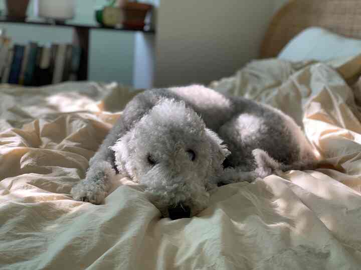 ナチュラルカラーの寝室、低いベッドの上に白い犬が安らいでいる雰囲気のあるインテリア