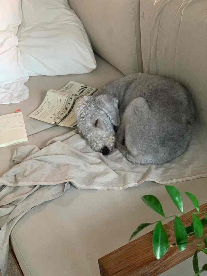 ベージュのソファで犬が眠る、ナチュラルモダンな雰囲気のリビングスペース