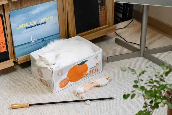 ナチュラルカラーの空間、ベージュのラグの上に柑橘柄のスクラッチボックスに白い猫が横たわる印象的なインテリア