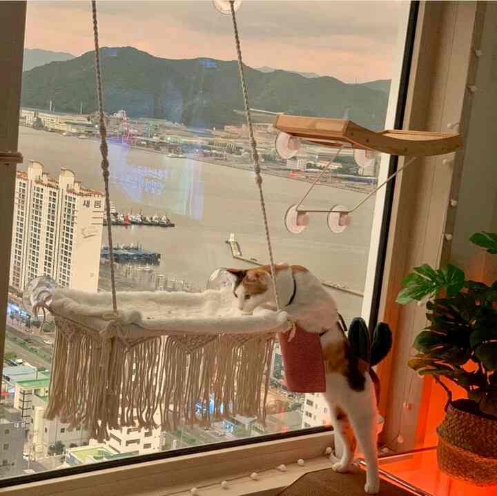 ナチュラルな色調のベランダ、窓にキャットハンモックとキャットウォーカーが配置されたペットに優しい雰囲気のインテリア