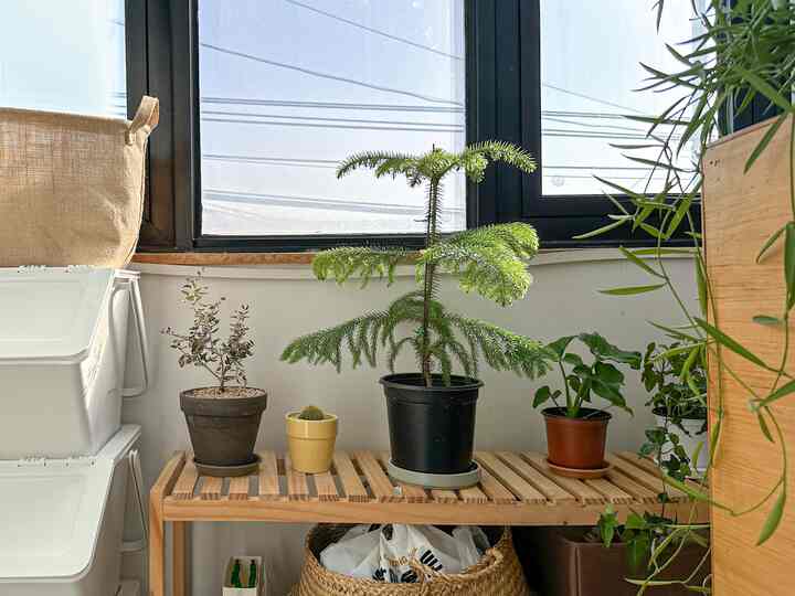 明るいナチュラルカラーの玄関、木製の棚に様々な植物が置かれた雰囲気のある空間