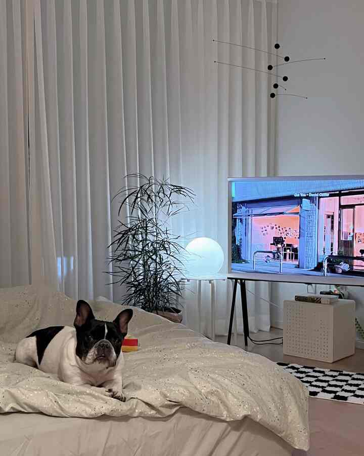 白いカーテンとクイーンサイズベッド、犬が寝そべる落ち着いた雰囲気の寝室