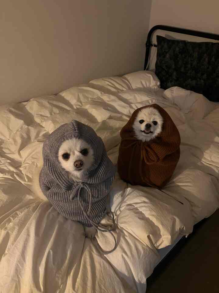 白い寝具と黒い鉄製ベッドフレームの寝室、ニットの服を着たかわいい犬が2匹ベッドにいる雰囲気のあるインテリア