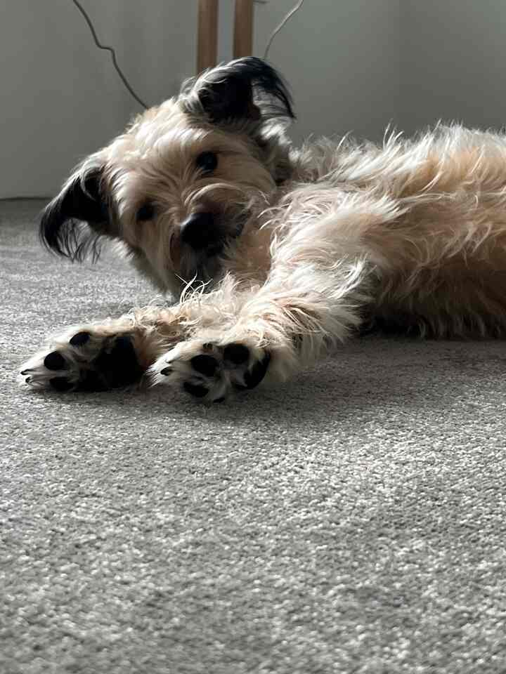 グレーのカーペットの上に横たわるクリーム色の犬がいる落ち着いた室内空間