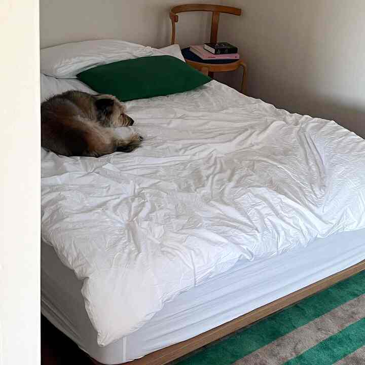 白とアイボリーのトーンでまとめられたミニマルな寝室、中央にシンプルなベッドと小型犬がくつろぐ居心地の良いインテリア