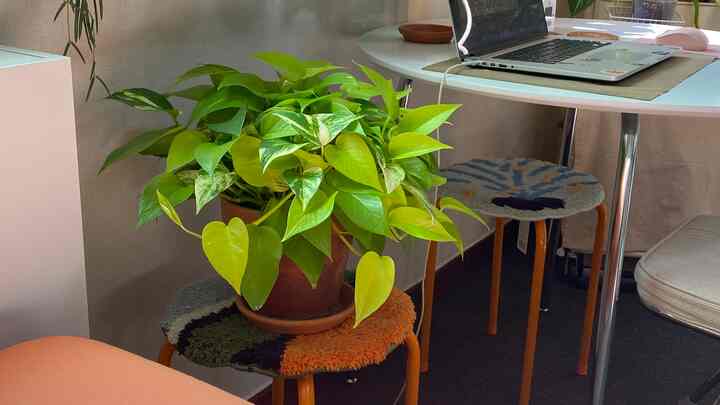 緑の植物とオレンジ脚の金属製スツール、丸い白いダイニングテーブルが配置されたナチュラルな雰囲気のキッチン