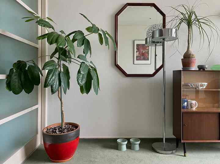 ナチュラルなブラウン家具とフロアランプのあるリビング、大型植物とペットの餌用ボウルが配置された空間