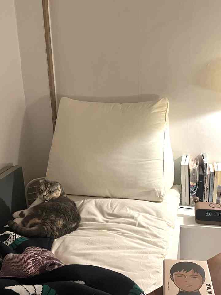 白を基調としたリビング、狭いベッドと猫がいるシンプルで落ち着いた空間