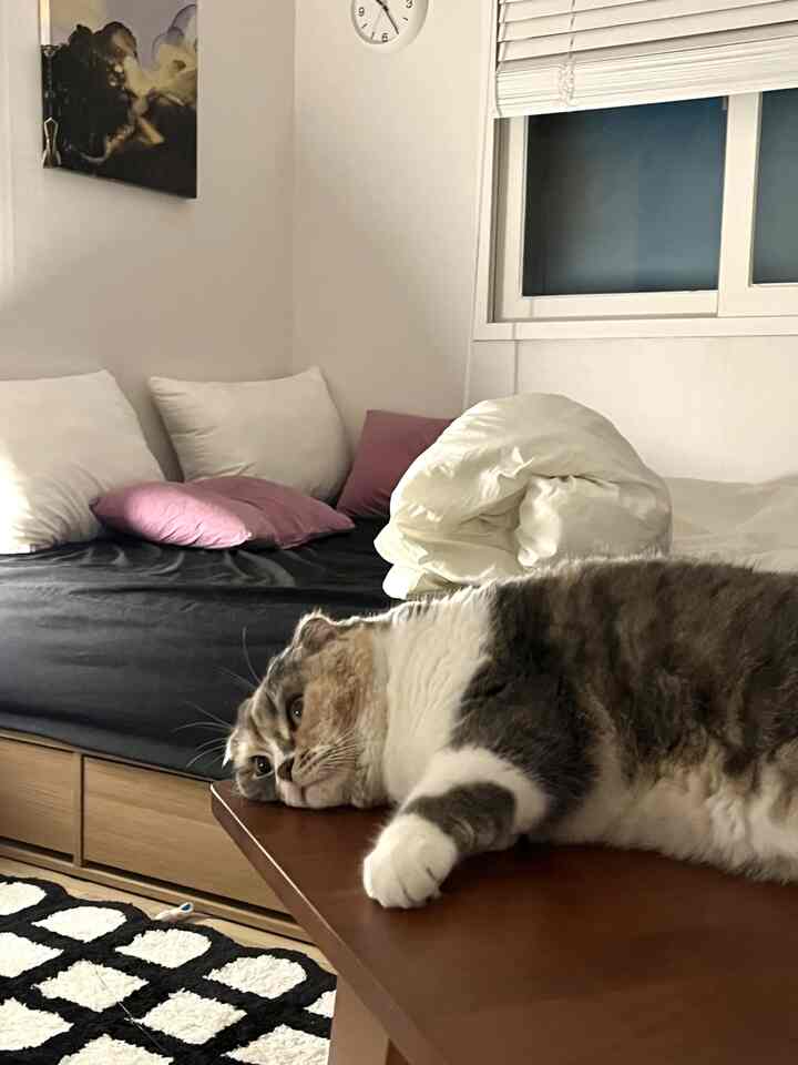 ブラックのマットレスカバーと白い枕がある寝室、木製のサイドテーブルの上に横たわる猫が見えるナチュラルモダンスタイルの部屋