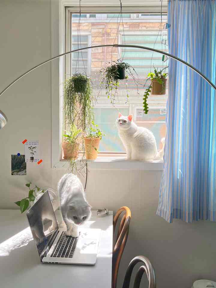ホワイトとブルーのトーンのキッチン空間、窓際に猫が2匹とハンギングプラントが配された穏やかで温かみのあるインテリア