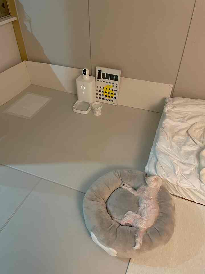 モノトーン調の床に犬用マットとラグが敷かれたリビングスペース、ペットベッドと布団が配置された落ち着いた雰囲気のインテリア