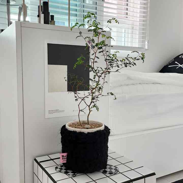 白を基調とした寝室、中央に植物が置かれたミッドセンチュリーモダンの印象的な空間