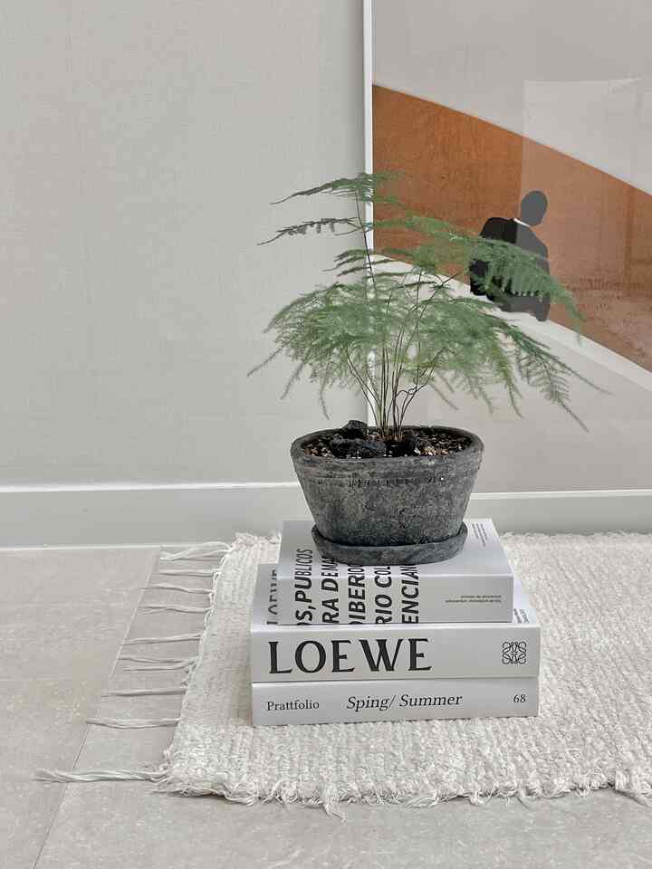 ベージュの壁と白いラグがあるシンプルなキッチンスペースに、小さな鉢植えの植物が中央に置かれている印象的なインテリア