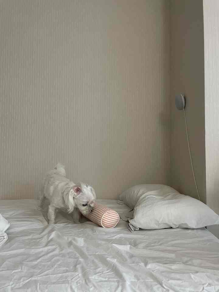 白とベージュのトーンの寝室、ベッドの上で遊ぶ白い犬がいるシンプルでモダンな雰囲気のインテリア