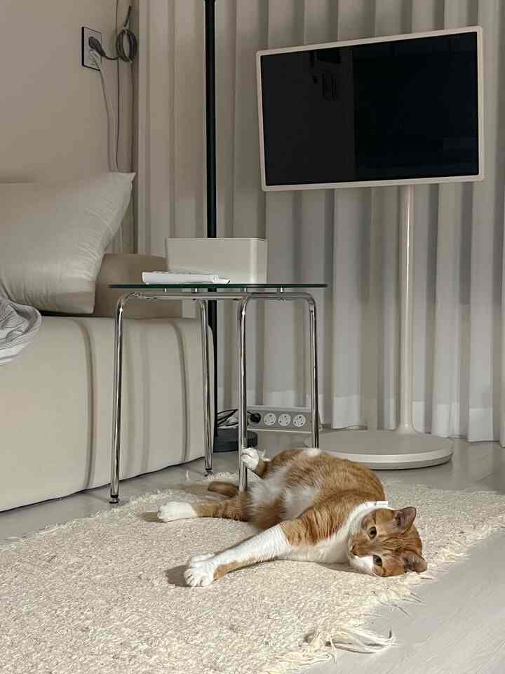 暖かいベージュ調のリビングルーム、ベージュのラグに寝そべる猫、シンプルなソファとサイドテーブル、カーテンが配置された落ち着いた空間