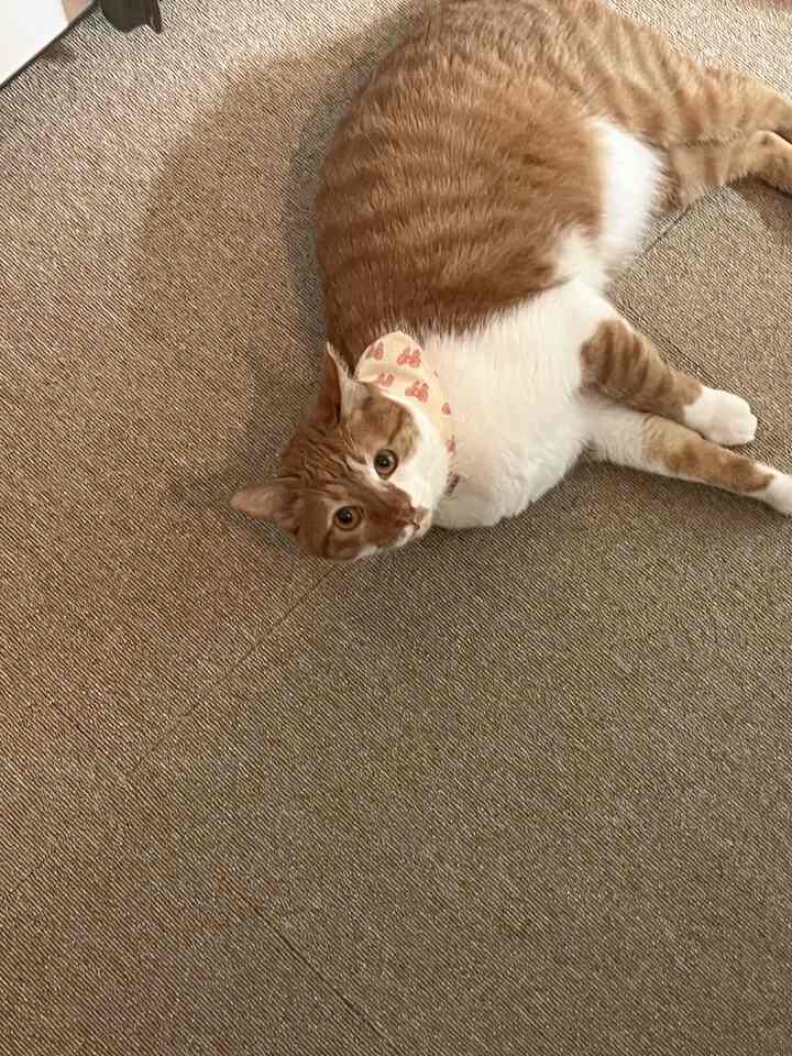 ベージュ色のカーペットの上でくつろぐ猫がいる居心地の良い空間