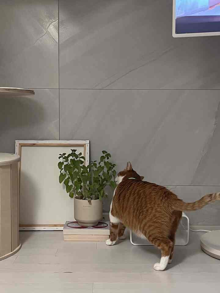 グレーの壁とナチュラルトーンの床、猫とキャットタワーが配置された居心地の良いペット空間