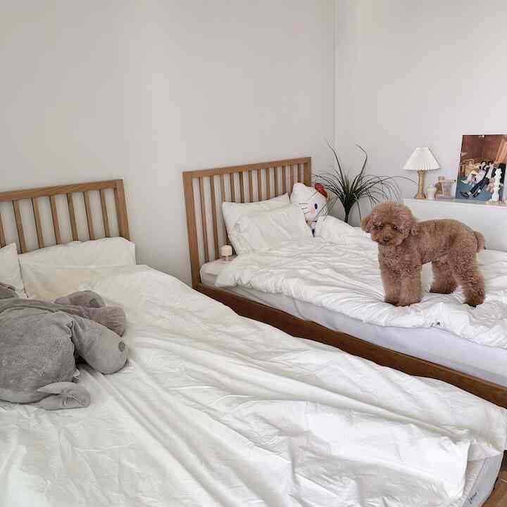白と木目調の寝室、ツインベッドと小さな犬がいる雰囲気のある空間