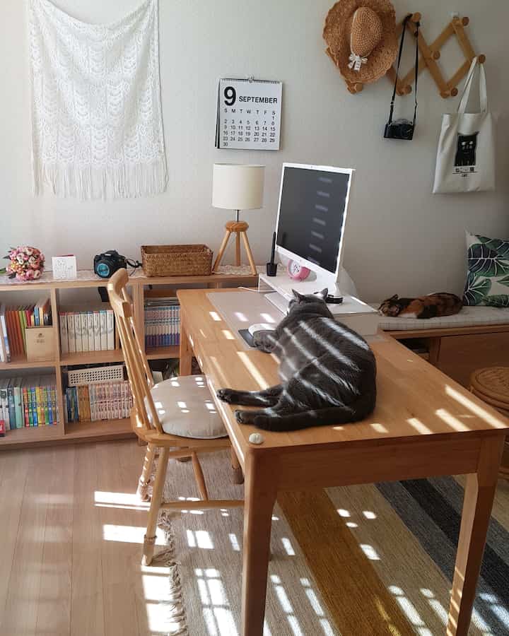 Natural tone study featuring bookshelf and wooden desk with cats resting comfortably in a cozy atmosphere