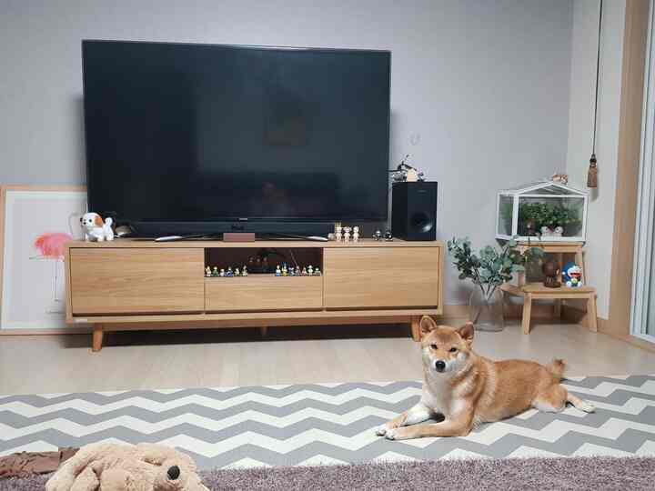 Gray and natural wood tone living room featuring large TV and a dog lying on a patterned rug, creating a cozy atmosphere
