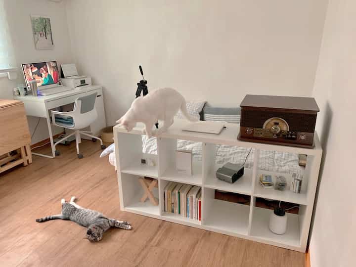 Cozy study space with white walls and wood-tone flooring, featuring a white bookshelf with a cat on top and another cat lying on the floor