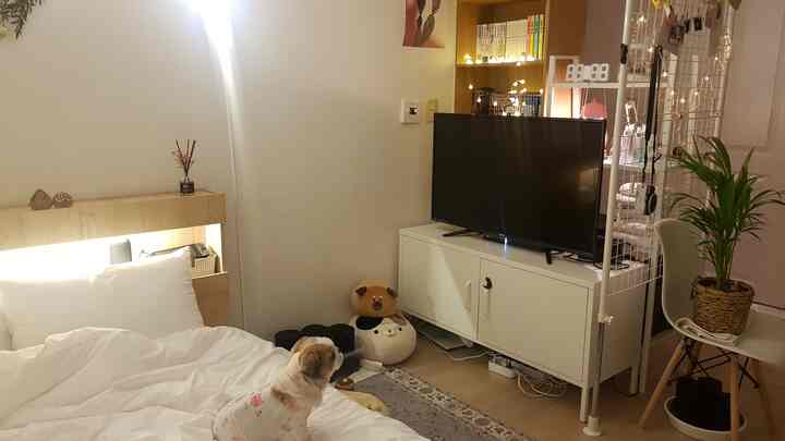 白とナチュラルカラーの寝室、ベッドの上に犬が座る暖かい雰囲気のインテリア