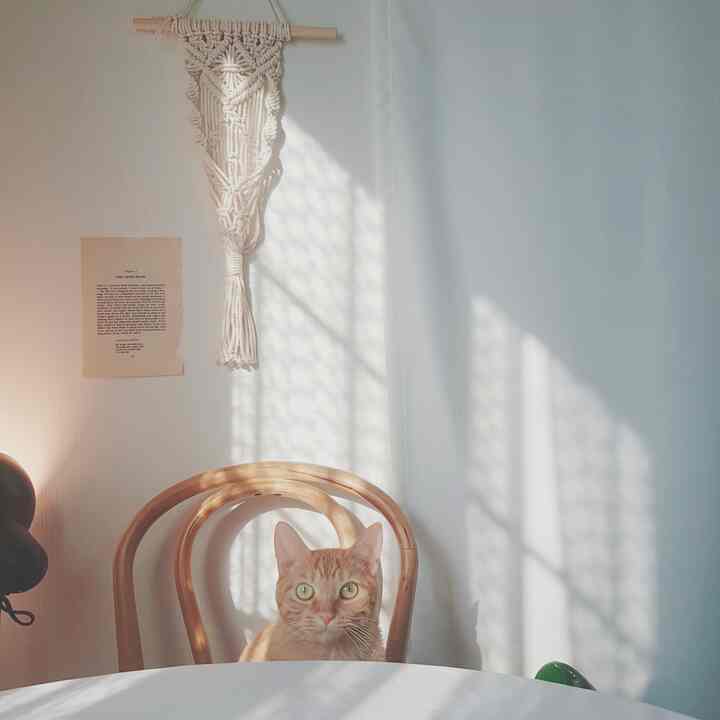 白い壁とカーテン、木目調のダイニングチェアが置かれた陽光あふれるダイニングルーム、椅子に座る猫がいる温かみのある空間