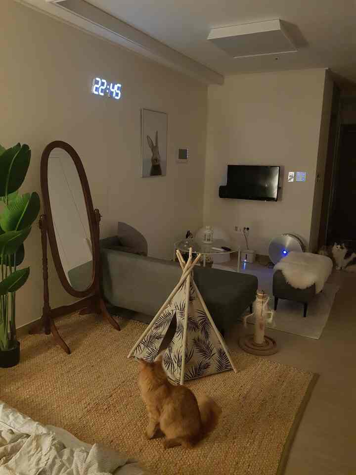 Cozy natural-toned studio living room featuring a full-length mirror, cat toys, and pet-friendly elements