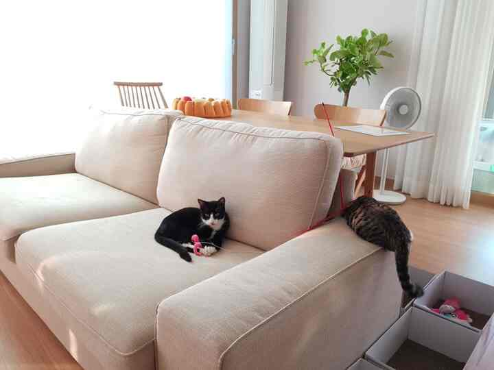 Bright white and wood-tone living room featuring a beige sofa with two cats resting, creating a cozy atmosphere