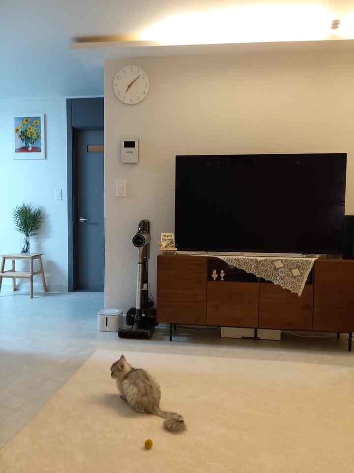 Natural living room with white walls, wood-toned TV stand, beige rug, and a cat sitting in center