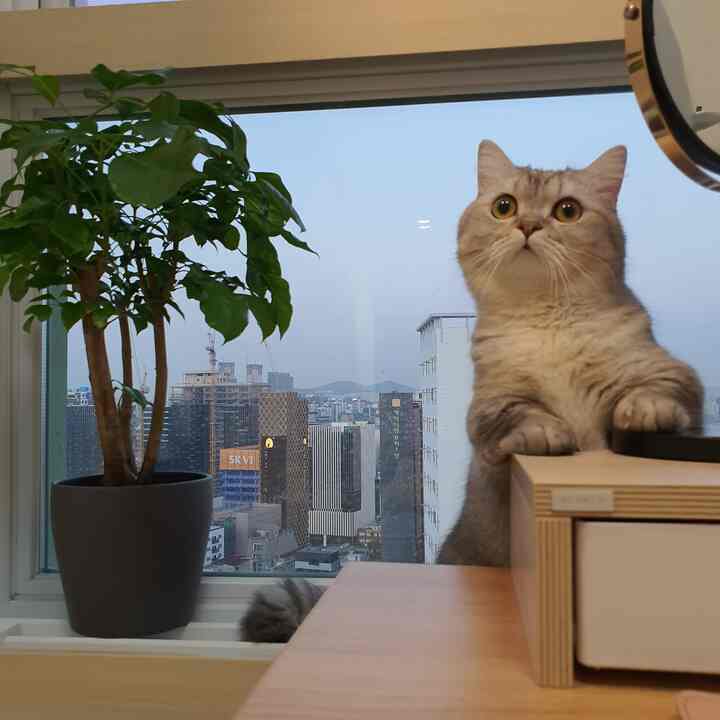 White and green toned space by the window featuring a monitor stand, a cat, and a plant with cozy atmosphere