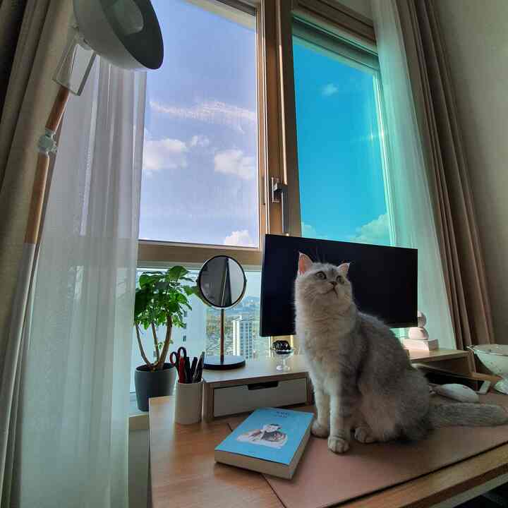 明るい木目調と白いカーテンがあるホームオフィスのデスク、窓際に猫が座っている雰囲気のあるインテリア