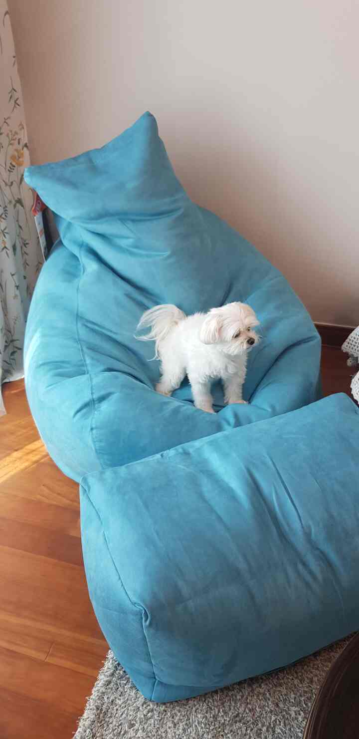 Soft blue bean bag with ottoman in living room, small white dog standing on bean bag