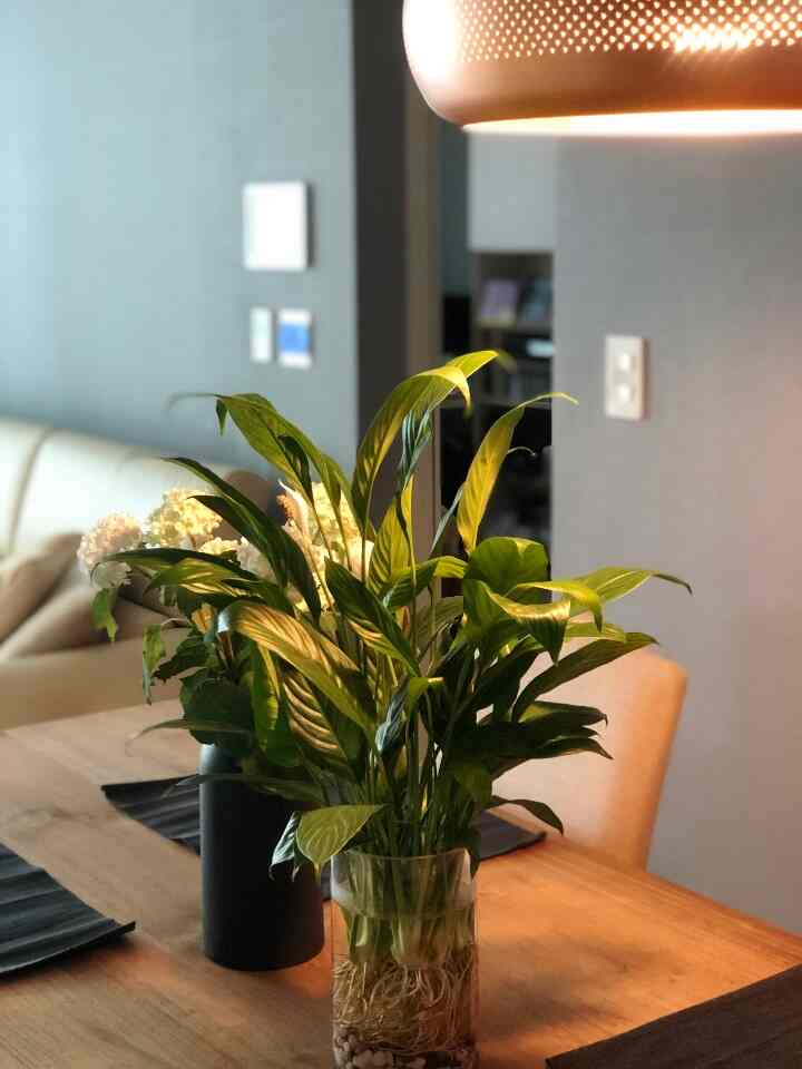 A natural-toned dining table at center with green plants placed on top, creating a warm and natural dining room space