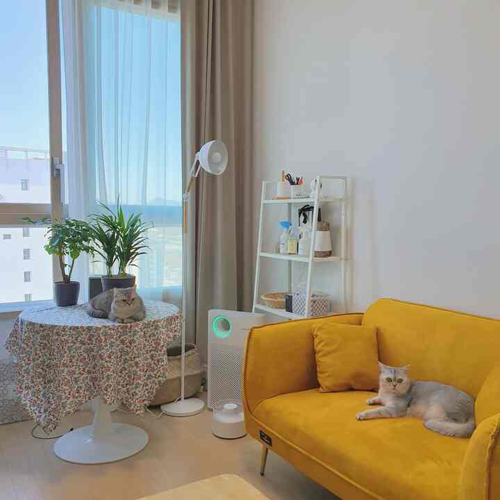 鮮やかな黄色のソファと2匹の猫がいる明るく自然な雰囲気のリビングルーム