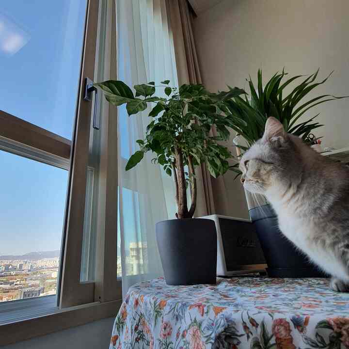 自然光あふれる窓際、テーブルの上の鉢植えと猫が調和した居心地の良い空間