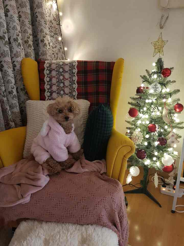 Cozy living room with a yellow armchair featuring a small dog dressed in a pink outfit beside a brightly decorated Christmas tree