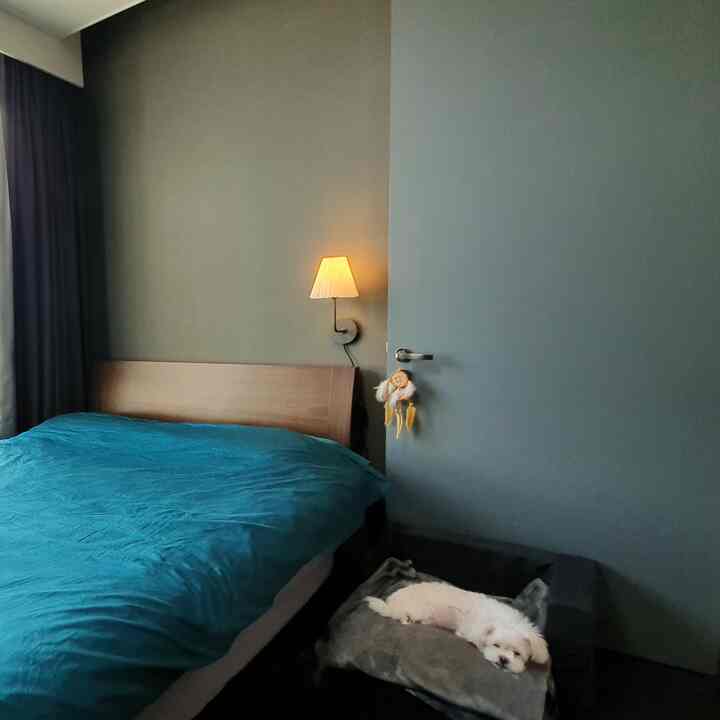 Light gray walled bedroom featuring blue bedding, a wall sconce by the bed, and a pet bed with a dog creating a cozy space