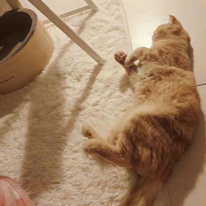 Cozy pet space featuring a cat lying on an ivory rug next to a cat scratching post