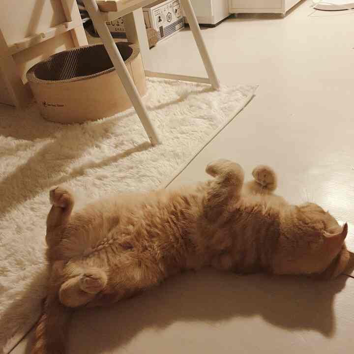 Small room with white flooring and natural wood furniture, featuring a cat scratching post and a rug with a cat resting on it, creating a cozy atmosphere