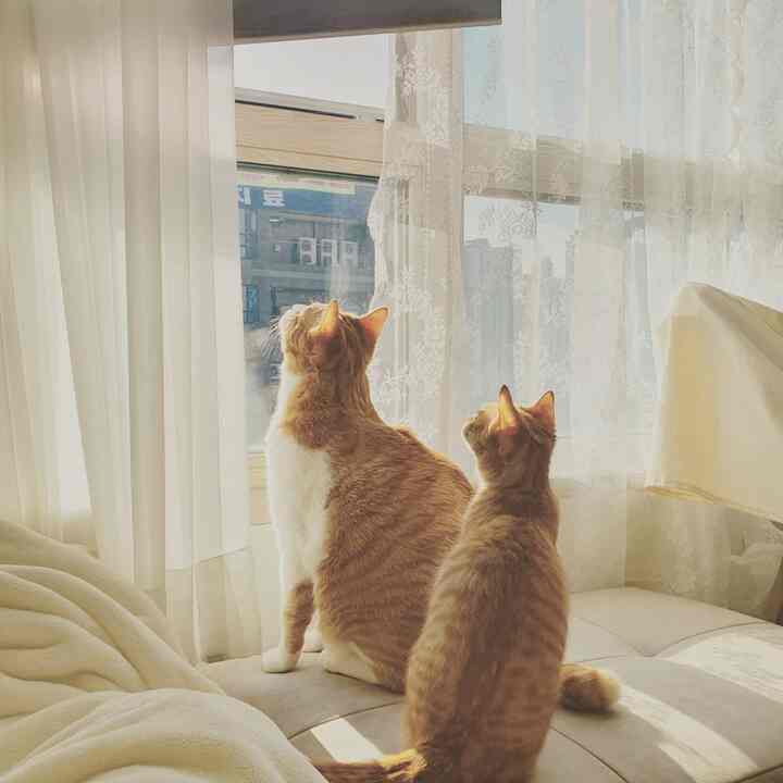 Natural-toned living room featuring curtains and sofa by the window with two cats sitting, creating a cozy atmosphere