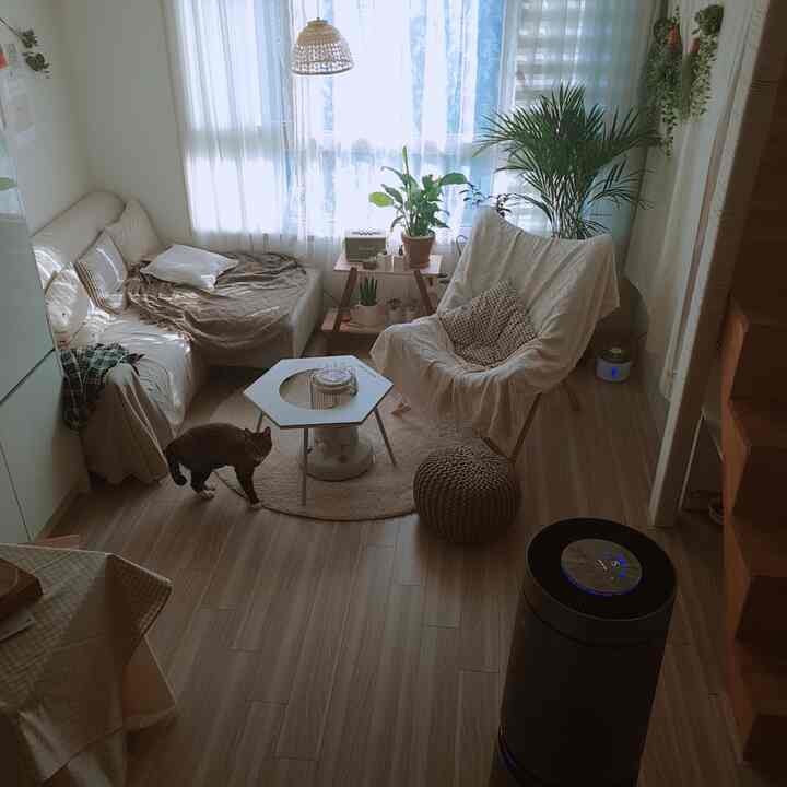 Natural beige and white toned small living room featuring plants and a cat with cozy atmosphere