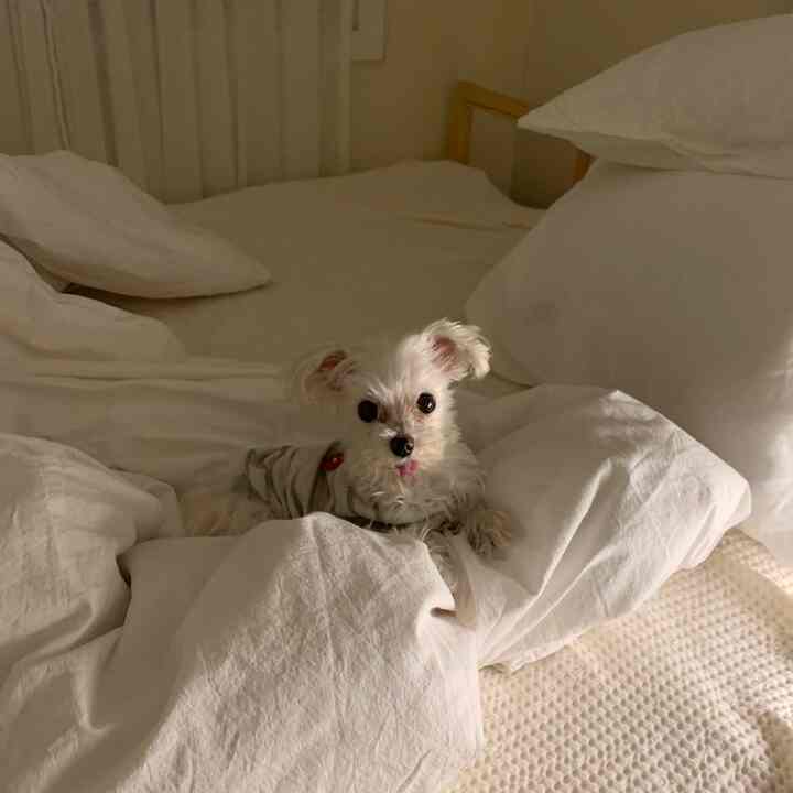 Cozy white-toned bedroom featuring a small white dog sitting on soft bedding centrally placed