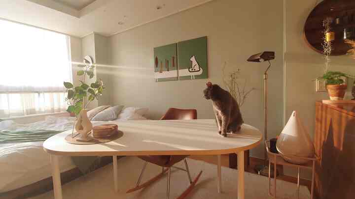 A vintage-style bedroom with vintage green walls and a white dining table, featuring a cat and plants creating a warm, natural atmosphere