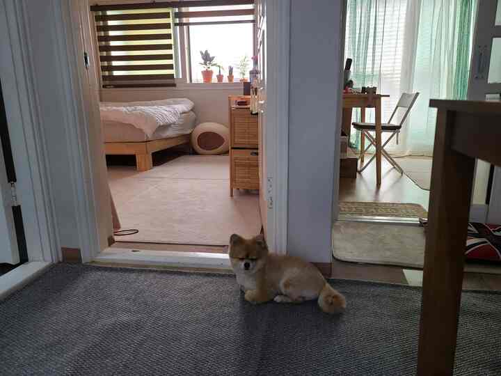 Natural-toned living area view showing bedroom and workspace with a dog and floor mats creating a cozy setting
