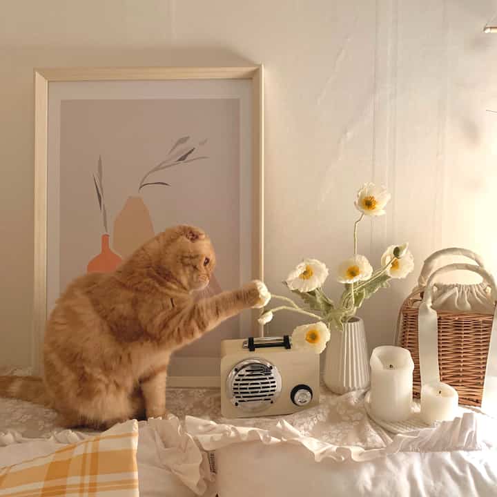 温かみのあるベージュとホワイトの空間に、猫と花、ヴィンテージラジオが調和した雰囲気のあるインテリア