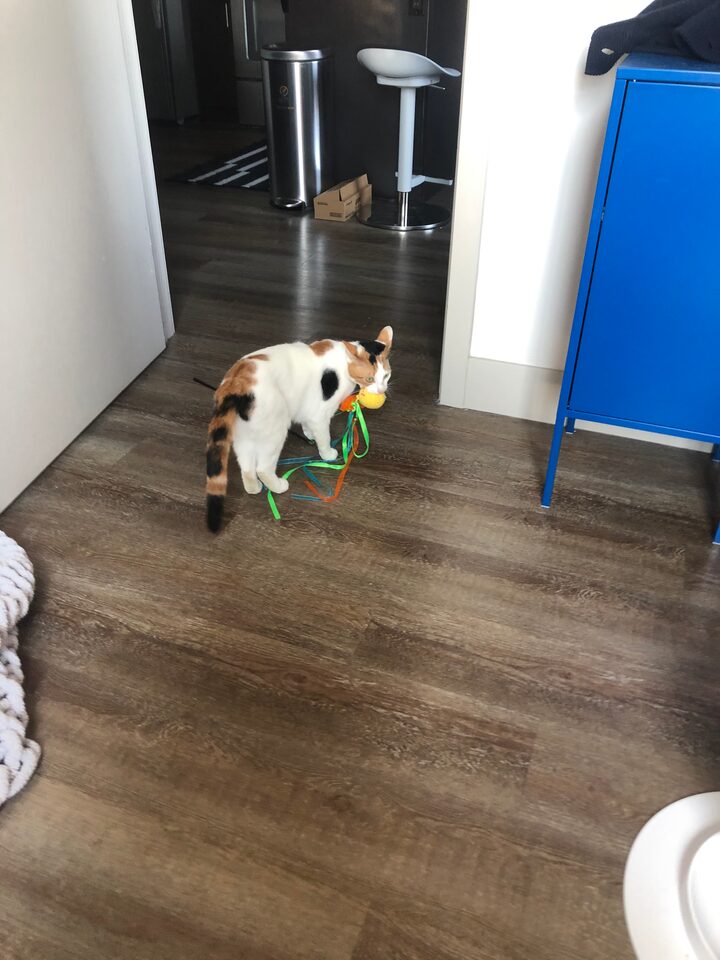 short form carousel card thumbnail