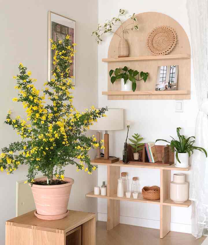 Natural-toned living space featuring wooden shelves and vibrant potted plants with a calm and cozy atmosphere